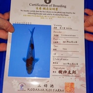 KOI IMPORT OCHIBA KOI OCHIBA JEPANG IMPORT BERSERTIFIKAT ASLI