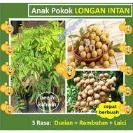 Pokok Besar (3-3.5kaki) Longan Intan  Longan Berlian；钻石龙眼 树苗
