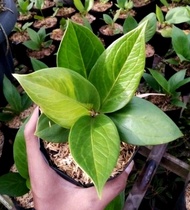 Tanaman hias hidup anthurium jemani / anthurium jemani