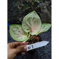 Keladi Thailand Caladium (BuaSawan)