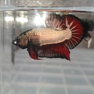 Avatar Vampire Gold Copper cupang betta plakat bukan nemo koi cooper