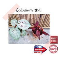 (GG real plant) caladium thai pokok keladi hidup hiasan rumah dalaman live indoor houseplant bunga