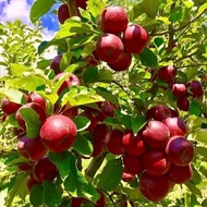 bibit apel fuji merah cangkok cepat berbuah