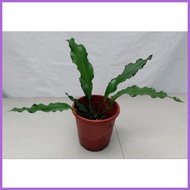 ㍿ ♒ ♝ Anthurium plowmanii ( Wave of Love Anthurium Plant )