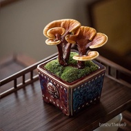 招财灵芝盆栽室内桌面趣味观叶植物好养易活防辐射多肉绿植办公室 7AGV