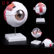 Eyeball Anatomy Model for Eye Diseases Study, 6X 3X Human Eye Anatomy Model Eye Anatomy Model Human 