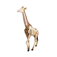 4D人體動物拼圖 4D半透視長頸鹿組合模型