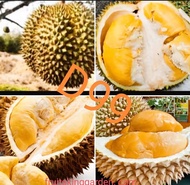 Anak Pokok Durian D99  3.5 - 4 kaki tinggi   4feet Tall