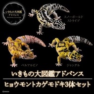 21年12月預訂！魂限定！全新未開封 日版 Bandai Advance 扭蛋 生物之大圖鑑 豹紋守宮 (全3種)