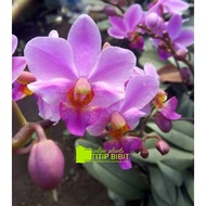 anggrek bulan spesies dewasa phalaenopsis doritis pulcherima