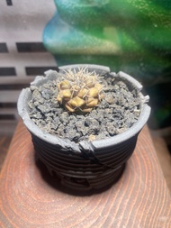 黑王丸 連盆Small Cactus in Decorative Pot