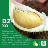 Anak Pokok Durian D24 Cepat Berbuah🌱D24榴莲树苗 🌱