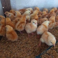 Ecer DOC Bibit Anak Ayam Layer Petelur Petelor Horn Bandung
