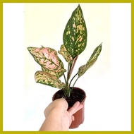❂ ∯ ☋ Aglaonema Pink Valentine