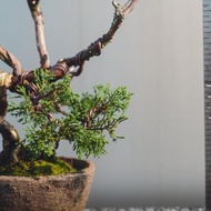 【細魚川真柏迷你盆栽】配手工盆 尺寸小可以放在手中欣賞 系魚川