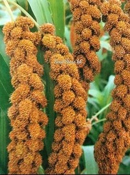 SM003 - Vegetable Seed Foxtail millet