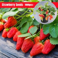 [Easy To Grow In Malaysia] Giant Strawberry Seeds (1000pcs/bag ) Organic Fruit Seeds Strawberry Mignonnette Seeds Benih Buah Strawberry Fruit Biji Benih Plants Seed Herb Seed Flower Seeds Vegetable Live Plants Air Plant Seed Benih Tree Pokok Bunga