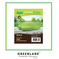 Baba Fleshy Bitter Gourd Seed 大苦瓜