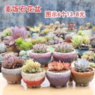 Succulent Plant Stone Pot