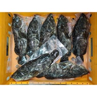 Dragon Grouper (Clean) Pcs