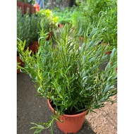 Rosemary Herbs For Western Food Herbs / Rosemary Herbs