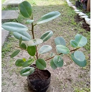 ♞Ficus nana lucky plant rooted