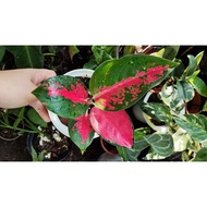 ◕Aglaonema Different Varieties