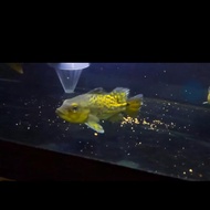 pbass kelberi golden bahia