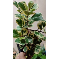 ✷☽۩Ficus Triangularis Sweetheart