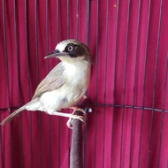 BURUNG OPYOR PARUH TEBAL