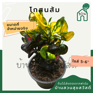 โกสนต่างหู โกสนส้ม กระถาง 5-6 นิ้ว ต้นโกสน เป็นไม้แดด ไม้ด่างสวย ใบสีสันสดใส
