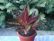 AGLAONEMA RED SUMATRA