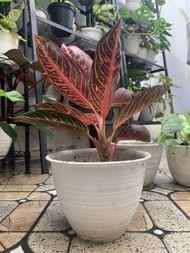 aglonema red sumatra