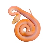 retic phantom golden child albino