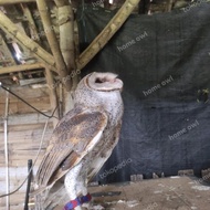 Tyto alba burung hantu Barn owl (ECER)