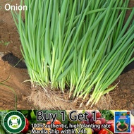 Dahon Ng Sibuyas/bunching Onion Seeds Jackou Yariety Variet Vegetable Seeds 20PCS