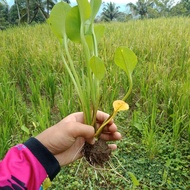 BIBIT tanaman sayur gener /bibit genjer sayur/bibit pohon genjer