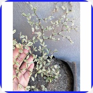 Variegated]ze.African,GD>Talisay$ly^Live/QC^outdoor/DW^garden/kx^decor/yS^in:o_seed ling bag