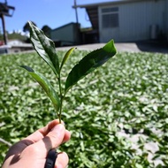 樟樹湖烏龍茶－台灣阿里山高山春茶1斤(附精美環保提袋)