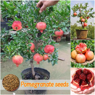 [Easy to grow in the Philippines] Fresh Pomegranate Seeds 35pcs Fruit Seeds for Planting Dwarf Bonsai Pomegranate Fruit Tree Seeds Red Pomegranate Plant Balcony Fruits Potted Live Plants Rare Fruit Tree Seedlings Bonsai Fruit Plant for Sale Real Plants