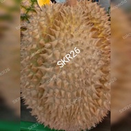 Durian Montong Utuh