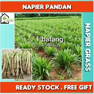 NAPIER PANDAN/DWARF DAN NAPIER KOBE 1 BATANG