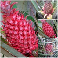 Nanas muda merah segar/nanas hutan