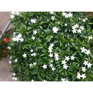 ANAK POKOK BUNGA / Pokok Ervatamia Dwarf Jasmine / Pokok bunga jaleti by AL PLANT