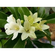 Kemuning Jumbo / Murayya (Bunga Wangi)