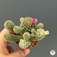 แมมตุ๊กตาญี่ปุ่น Mammillarua gracilis ไม้อวบน้ำ กุหลาบหิน cactus&amp;succulentหลากหลายสายพันธุ์