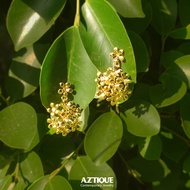 Aztique ต่างหูดอกไม้ Flower Earrings Gift For women Jewelry Earrings Gifts ต่างหู bs