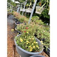 pokok bunga rose jepun