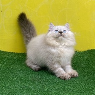 kucing persian himalayan mata biru