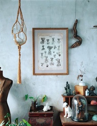 台灣版 18種原生種鹿角蕨圖鑑 (不含框)